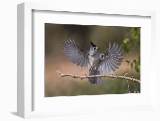 Black crested titmouse, wings spread landing, Rio Grande Valley-Adam Jones-Framed Photographic Print