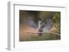 Black crested titmouse, wings spread landing, Rio Grande Valley-Adam Jones-Framed Photographic Print