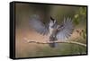 Black crested titmouse, wings spread landing, Rio Grande Valley-Adam Jones-Framed Stretched Canvas