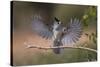 Black crested titmouse, wings spread landing, Rio Grande Valley-Adam Jones-Stretched Canvas