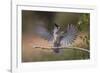 Black crested titmouse, wings spread landing, Rio Grande Valley-Adam Jones-Framed Photographic Print