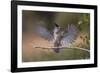 Black crested titmouse, wings spread landing, Rio Grande Valley-Adam Jones-Framed Photographic Print