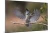 Black crested titmouse, wings spread landing, Rio Grande Valley-Adam Jones-Mounted Photographic Print