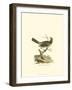 Black-Crowned Bunting-null-Framed Art Print