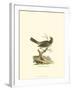 Black-Crowned Bunting-null-Framed Art Print