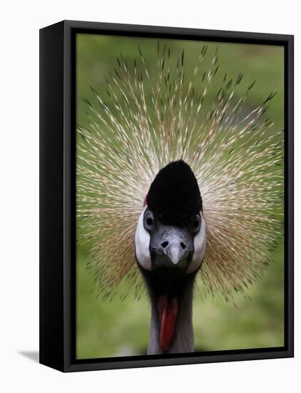 Black Crowned Crane as It Parades in the Bird Park in Walsrode-null-Framed Stretched Canvas