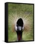 Black Crowned Crane as It Parades in the Bird Park in Walsrode-null-Framed Stretched Canvas