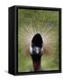 Black Crowned Crane as It Parades in the Bird Park in Walsrode-null-Framed Stretched Canvas