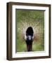 Black Crowned Crane as It Parades in the Bird Park in Walsrode-null-Framed Photographic Print