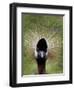 Black Crowned Crane as It Parades in the Bird Park in Walsrode-null-Framed Photographic Print