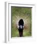 Black Crowned Crane as It Parades in the Bird Park in Walsrode-null-Framed Photographic Print