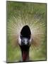 Black Crowned Crane as It Parades in the Bird Park in Walsrode-null-Mounted Photographic Print