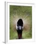 Black Crowned Crane as It Parades in the Bird Park in Walsrode-null-Framed Photographic Print