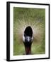 Black Crowned Crane as It Parades in the Bird Park in Walsrode-null-Framed Photographic Print