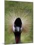 Black Crowned Crane as It Parades in the Bird Park in Walsrode-null-Mounted Photographic Print