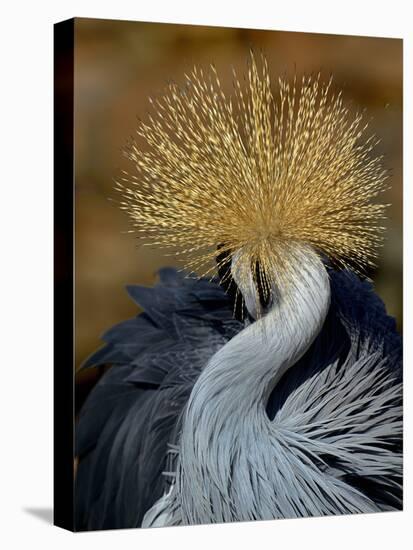 Black Crowned Crane (Balearica Pavonina) Grooming, Samburu National Reserve, Kenya-Loic Poidevin-Stretched Canvas