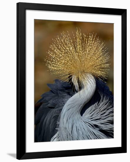 Black Crowned Crane (Balearica Pavonina) Grooming, Samburu National Reserve, Kenya-Loic Poidevin-Framed Photographic Print