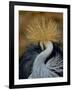 Black Crowned Crane (Balearica Pavonina) Grooming, Samburu National Reserve, Kenya-Loic Poidevin-Framed Photographic Print