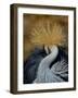 Black Crowned Crane (Balearica Pavonina) Grooming, Samburu National Reserve, Kenya-Loic Poidevin-Framed Photographic Print