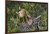 Black-Crowned Night Heron Bird in the Danube Delta, Nest and Chick, Romania-Martin Zwick-Framed Photographic Print