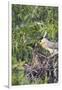 Black-Crowned Night Heron Bird in the Danube Delta, Nest and Chick, Romania-Martin Zwick-Framed Photographic Print