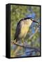 Black-Crowned Night Heron Bird in the Danube Delta, Portrait, Romania-Martin Zwick-Framed Stretched Canvas