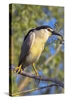 Black-Crowned Night Heron Bird in the Danube Delta, Portrait, Romania-Martin Zwick-Stretched Canvas