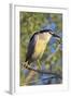 Black-Crowned Night Heron Bird in the Danube Delta, Portrait, Romania-Martin Zwick-Framed Photographic Print