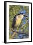 Black-Crowned Night Heron Bird in the Danube Delta, Portrait, Romania-Martin Zwick-Framed Photographic Print