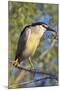 Black-Crowned Night Heron Bird in the Danube Delta, Portrait, Romania-Martin Zwick-Mounted Photographic Print