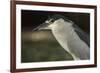 Black-Crowned Night Heron. Georgetown, Guyana-Pete Oxford-Framed Photographic Print