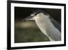 Black-Crowned Night Heron. Georgetown, Guyana-Pete Oxford-Framed Photographic Print