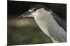 Black-Crowned Night Heron. Georgetown, Guyana-Pete Oxford-Mounted Photographic Print