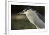 Black-Crowned Night Heron. Georgetown, Guyana-Pete Oxford-Framed Photographic Print