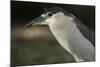 Black-Crowned Night Heron. Georgetown, Guyana-Pete Oxford-Mounted Photographic Print
