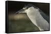 Black-Crowned Night Heron. Georgetown, Guyana-Pete Oxford-Framed Stretched Canvas