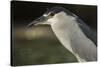 Black-Crowned Night Heron. Georgetown, Guyana-Pete Oxford-Stretched Canvas
