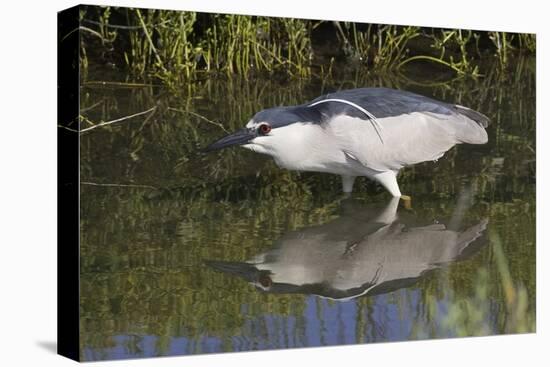 Black-Crowned Night-Heron Hunting-Hal Beral-Stretched Canvas