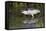 Black-Crowned Night-Heron Hunting-Hal Beral-Framed Stretched Canvas