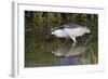 Black-Crowned Night-Heron Hunting-Hal Beral-Framed Photographic Print