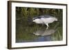 Black-Crowned Night-Heron Hunting-Hal Beral-Framed Photographic Print