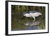 Black-Crowned Night-Heron Hunting-Hal Beral-Framed Photographic Print