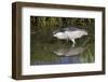 Black-Crowned Night-Heron Hunting-Hal Beral-Framed Photographic Print