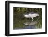 Black-Crowned Night-Heron Hunting-Hal Beral-Framed Photographic Print