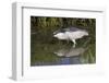 Black-Crowned Night-Heron Hunting-Hal Beral-Framed Photographic Print