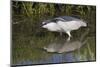 Black-Crowned Night-Heron Hunting-Hal Beral-Mounted Photographic Print