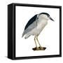 Black-Crowned Night Heron (Nycticorax Nycticorax), Birds-Encyclopaedia Britannica-Framed Stretched Canvas