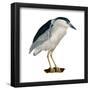 Black-Crowned Night Heron (Nycticorax Nycticorax), Birds-Encyclopaedia Britannica-Framed Poster