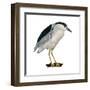 Black-Crowned Night Heron (Nycticorax Nycticorax), Birds-Encyclopaedia Britannica-Framed Art Print