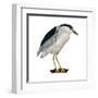 Black-Crowned Night Heron (Nycticorax Nycticorax), Birds-Encyclopaedia Britannica-Framed Art Print